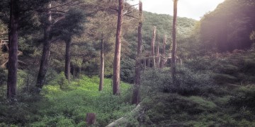 马鞍山的红杜鹃究竟是什么歌？