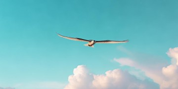 飞鸟飞青天究竟出自哪首歌？