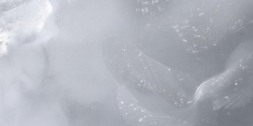白金会员究竟是首什么歌？